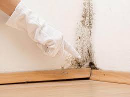 Best Mold Odor Removal Services in Brewerton, NY